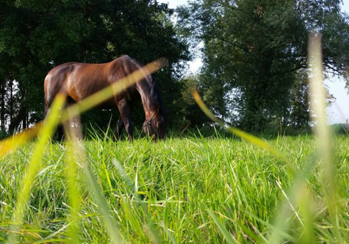 paardenpension Lentevreugd